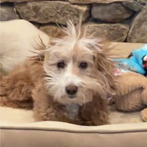 Meet your Posher, Kelly